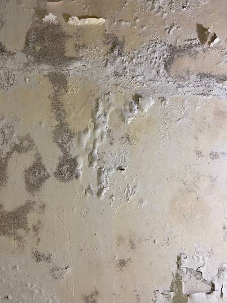 Best Local Mold Removal Service  in Superior, AZ