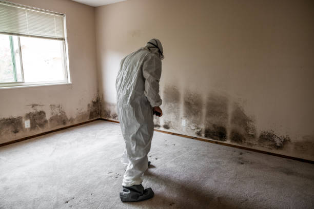 Crawl Space Mold Removal in Superior, AZ
