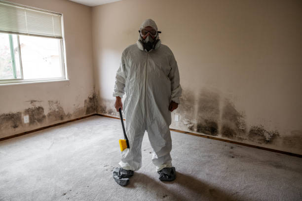 Best Certified Mold Removal  in Superior, AZ