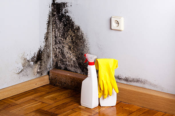 Best Commercial Mold Removal  in Superior, AZ