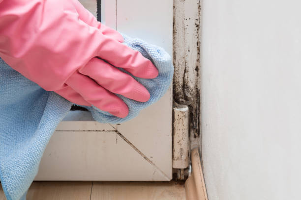 Professional Mold Removal in Superior, AZ